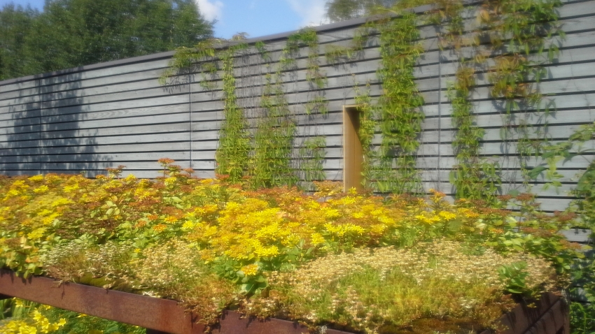 Nordic Green Roof® maksaruohomatto kukkii näyttävästi Mikkelissä. Kasvattaja ja asentaja Eg-Trading Oy.