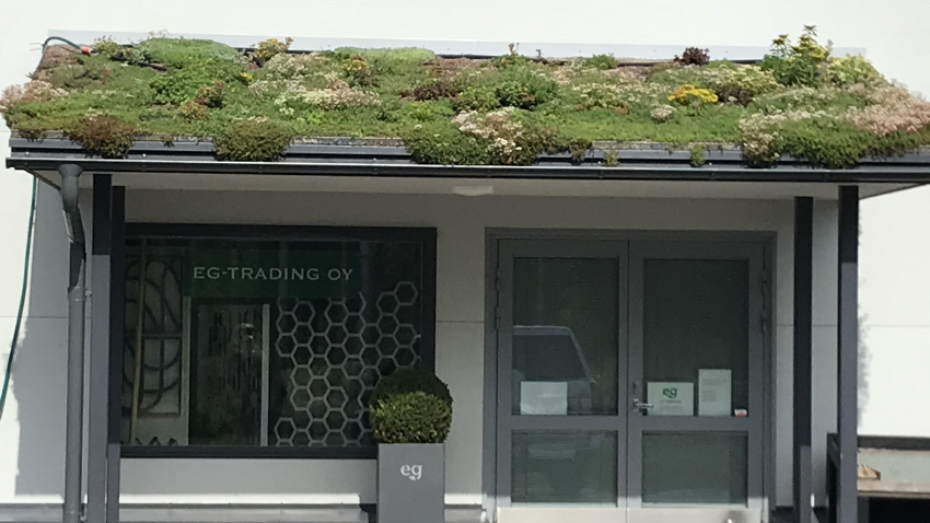 Nordic Green Roof® maksaruohomattoa kasvaa Eg-Trading Oy:n toimipisteen sisäänkäynnin katoksella. Eg-Trading Oy.