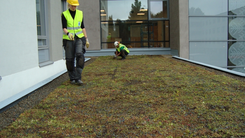 Nordic Green Roof -maksaruohomatto asennettuna Kontulan palvelutalon katolla. Asentaja Eg-Trading Oy.