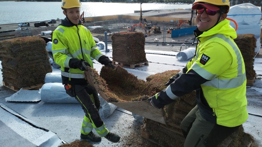 Valmis Nordic Green Roof maksaruohoviherkattoa asennetaan nostelemalla matot pakoilleen. Asentaja Eg-trading Oy.