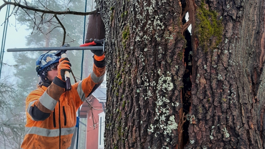 Eg-Trading Oy:n arboristi sovittaa aluslevyä puun pintaan ja poistaa kaarnaa. 