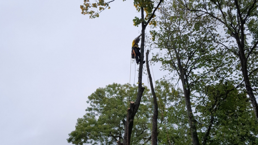 Eg-Trading Oy:n arboristi suorittaa puun poistamista kiipeilytekniikoita käyttäen.