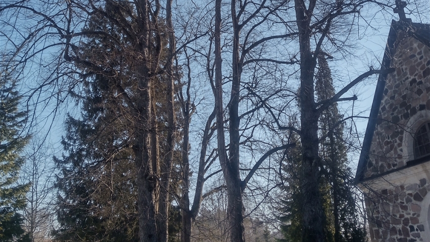 Arboristi kiipeää kaadettavan puun latvustoon. Työn toteuttaja Eg-Trading Oy.