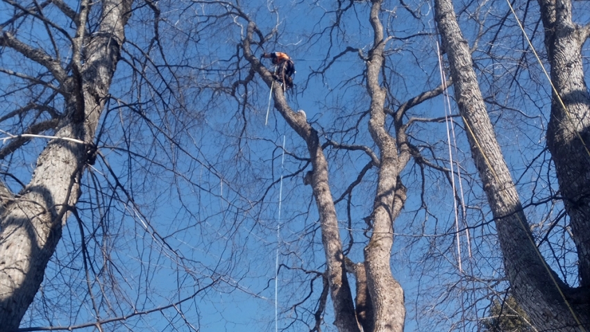 Arboristi kiipeää kaadettavan puun latvustoon. Työn toteuttaja Eg-Trading Oy.