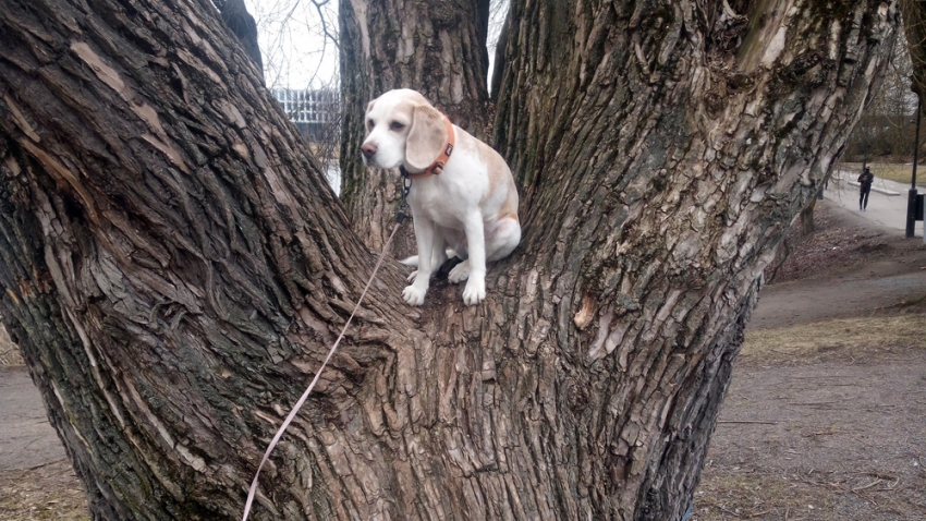 Koira istuu puussa runkojen välissä samalla kun kuntoarviota tehdään. Työn toteuttaja Eg-Trading Oy.