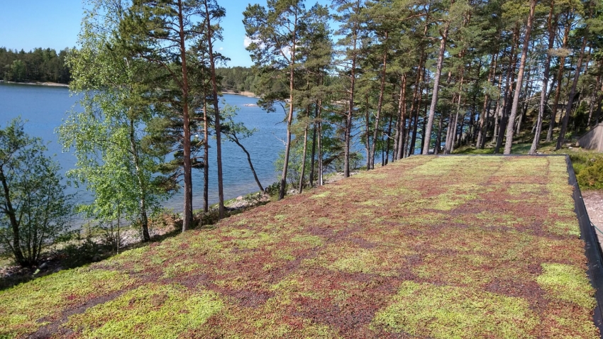 Nordic Green Roof® maksaruohomatto valmiiksi asennettuna meren rannalla. Eg-Trading Oy.