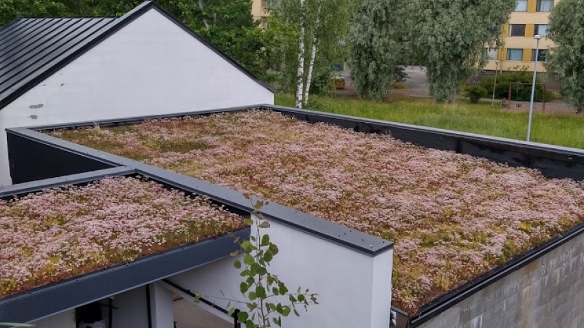 Nordic Green Roof® maksaruohomatto kukkii heinäkuussa vaaleanpunaisena. Asentaja Eg-Trading Oy.