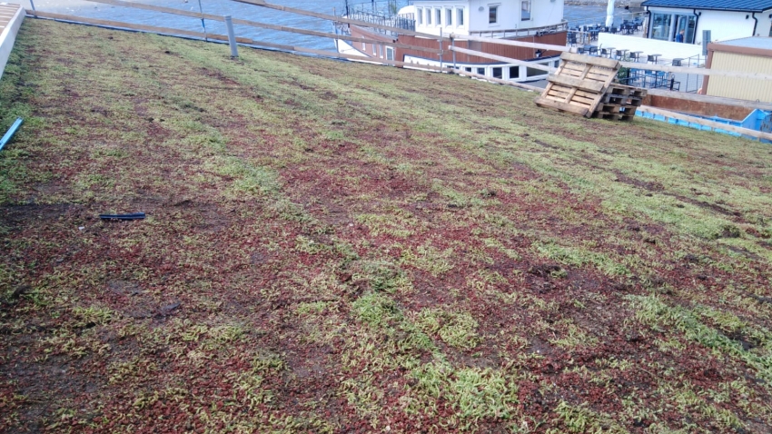 Valmis Nordic Green Roof® maksaruohoviherkatto. Asentaja Eg-trading Oy.