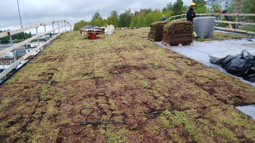 Nordic Green Roof® maksaruohomattoja asennetaan Vaasassa. Asentaja Eg-trading Oy.