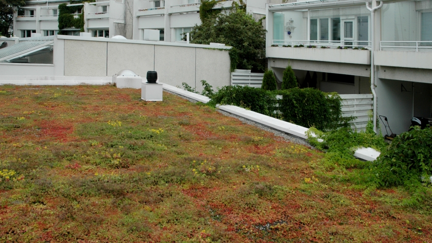 Nordic Green Roof -maksaruohomatto asennettuna merivalkamassa. Asentaja Eg-Trading Oy.