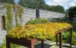 Nordic Green Roof® maksaruohomatto kukkii näyttävästi Mikkelissä. Kasvattaja ja asentaja Eg-Trading Oy.