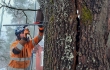 Eg-Trading Oy:n arboristi sovittaa aluslevyä puun pintaan ja poistaa kaarnaa. 