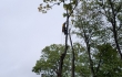 Eg-Trading Oy:n arboristi suorittaa puun poistamista kiipeilytekniikoita käyttäen.