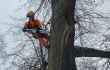 Puun kuntoarvion mittauksia suoritetaan eri puolilla puun runkoa. Työn toteuttaja Eg Trading Oy.