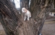 Koira istuu puussa runkojen välissä samalla kun kuntoarviota tehdään. Työn toteuttaja Eg-Trading Oy.