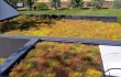 Nordic Green Roof® maksaruohomatto kukkii kesäkuussa kellertävänä. Asentaja Eg-Trading Oy.