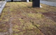 Nordic Green Roof® maksaruohoviherkatto viimeistellään saumaamalla. Eg-Trading Oy.