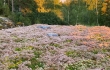 Nordic Green Roof® maksaruohomatto kukkii näyttävästi. Matto on kasvatettu Tammisaaressa. Kasvattaja ja asentaja Eg-Trading Oy.